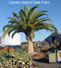 Corpus Christi Canary Island Date Palm
