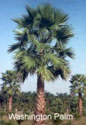 South Texas Washington Palm