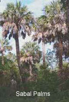Texas Sabal Palms